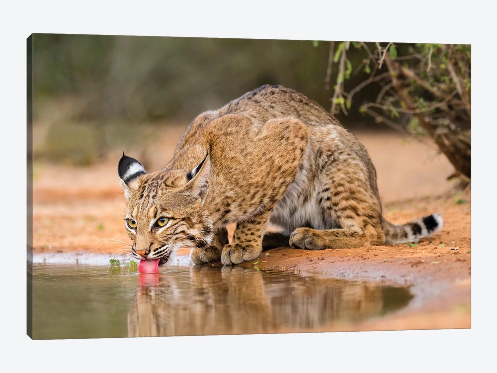 Bobcat, Lynx Rufus, drinking by Larry Ditto 1-piece Canvas Art