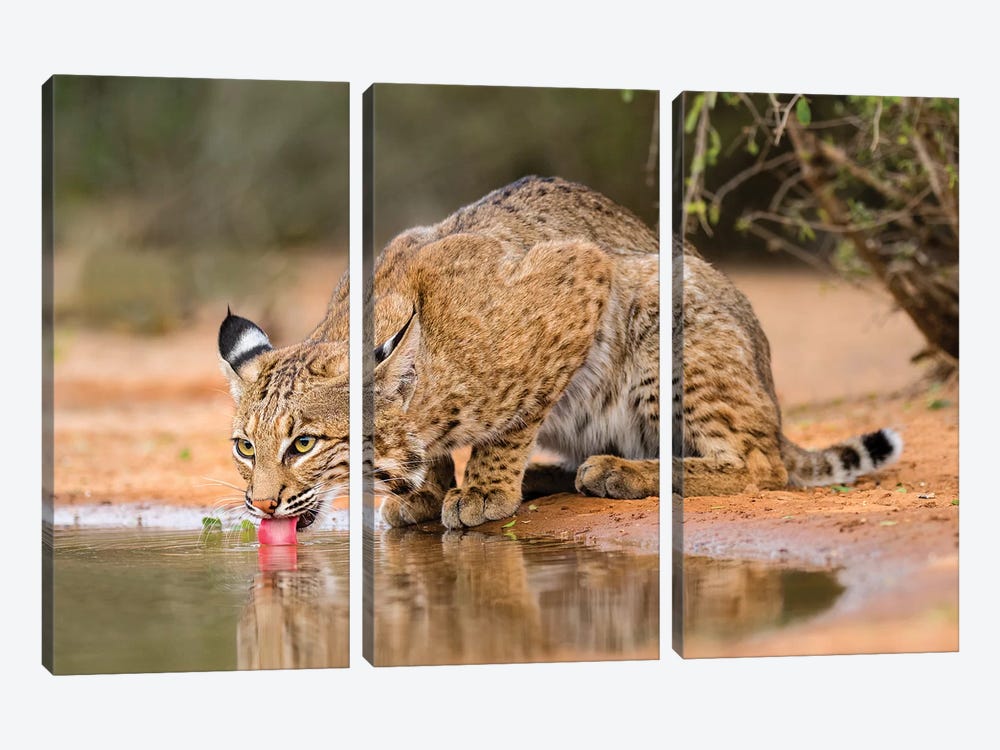 Bobcat, Lynx Rufus, drinking by Larry Ditto 3-piece Canvas Art