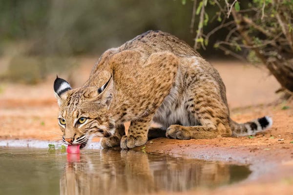 Lynx: Bobcat, Lynx Rufus, drinking by Larry Ditto