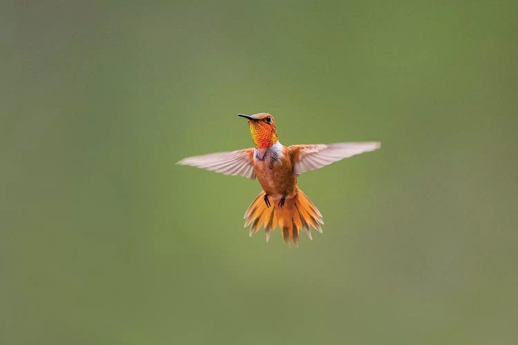 Rufous hummingbird (Selasphorus rufus).