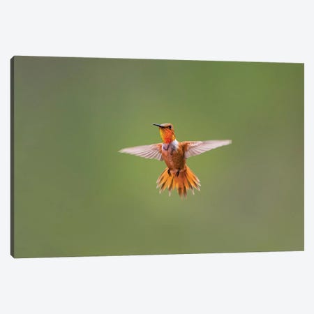 Rufous hummingbird (Selasphorus rufus). Canvas Print #LDI50} by Larry Ditto Canvas Art Print