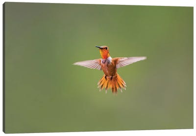Rufous hummingbird (Selasphorus rufus). Canvas Art Print