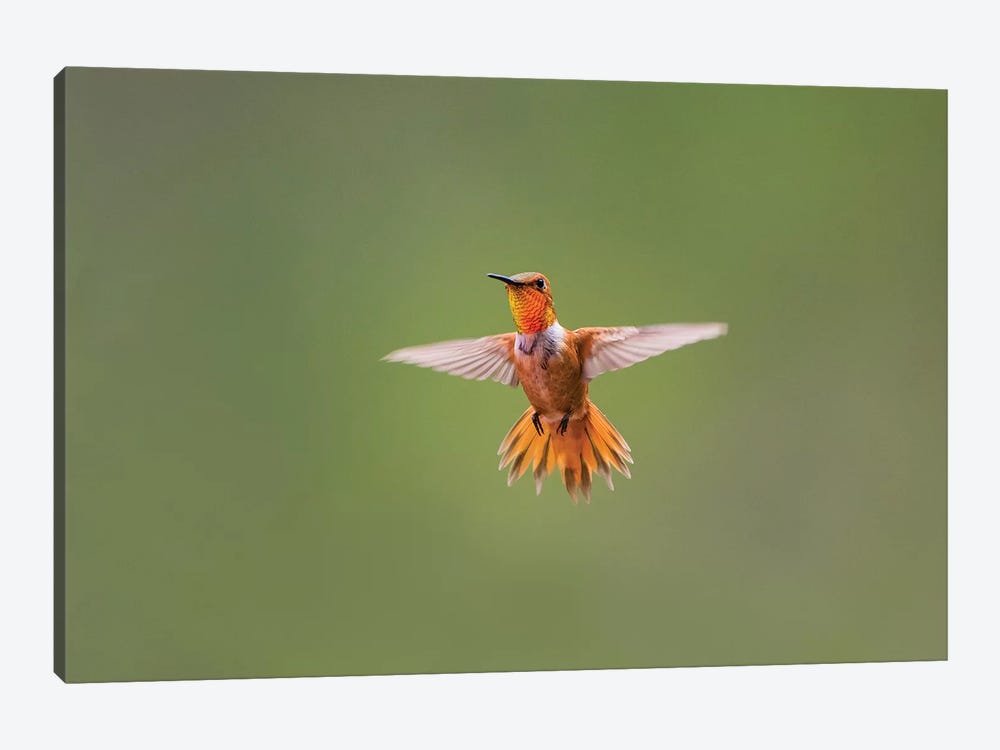 Rufous hummingbird (Selasphorus rufus). by Larry Ditto 1-piece Canvas Print