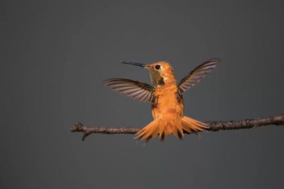 Rufous hummingbird (Selasphorus rufus). by Larry Ditto art print