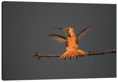 Rufous hummingbird (Selasphorus rufus). Canvas Art Print - Hummingbird Art