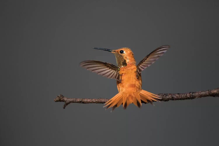 Rufous hummingbird (Selasphorus rufus).