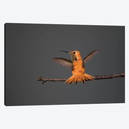 Rufous hummingbird (Selasphorus rufus). Canvas Print #LDI51} by Larry Ditto Canvas Print