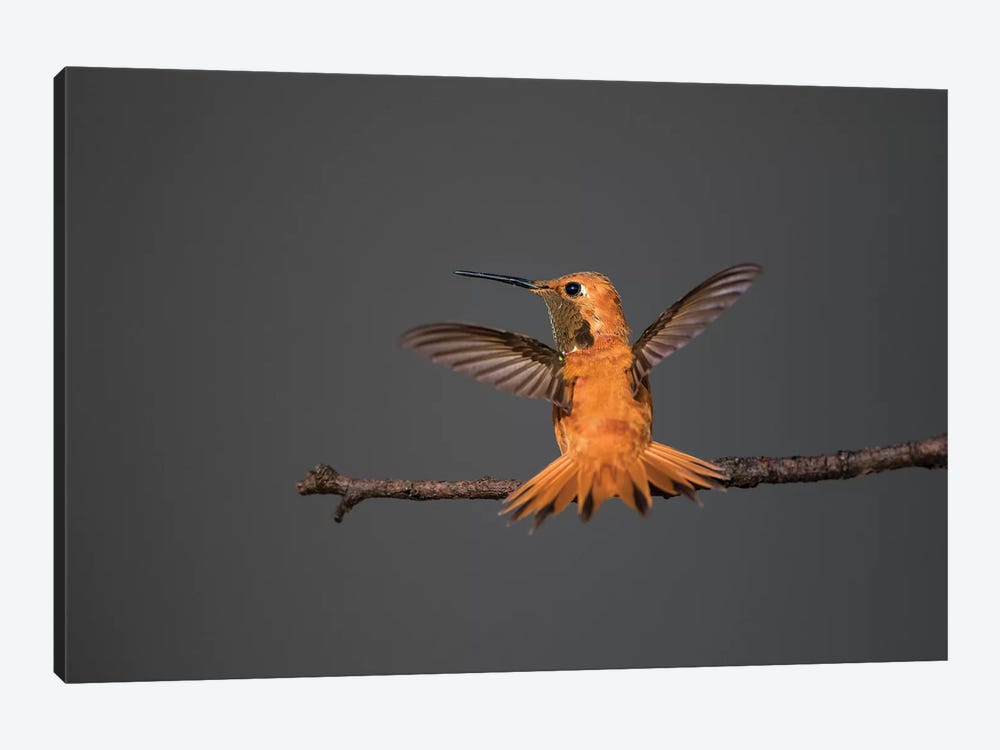 Rufous hummingbird (Selasphorus rufus). by Larry Ditto 1-piece Canvas Artwork