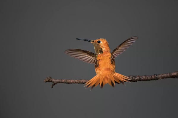 Larry Ditto: Rufous hummingbird (Selasphorus rufus). by Larry Ditto