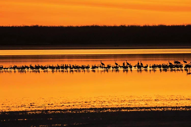 Snow Geese and Sandhill Cranes at the roost