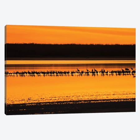 Snow Geese and Sandhill Cranes at the roost Canvas Print #LDI52} by Larry Ditto Canvas Art Print