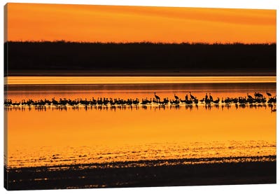 Snow Geese and Sandhill Cranes at the roost Canvas Art Print