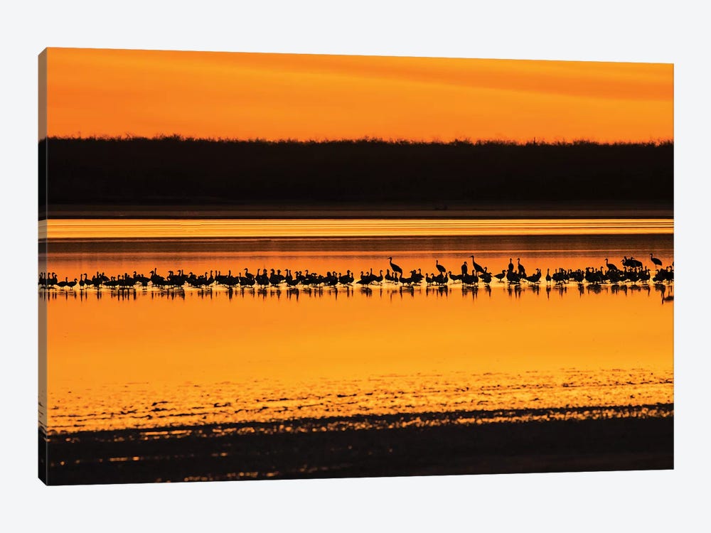 Snow Geese and Sandhill Cranes at the roost by Larry Ditto 1-piece Canvas Art Print