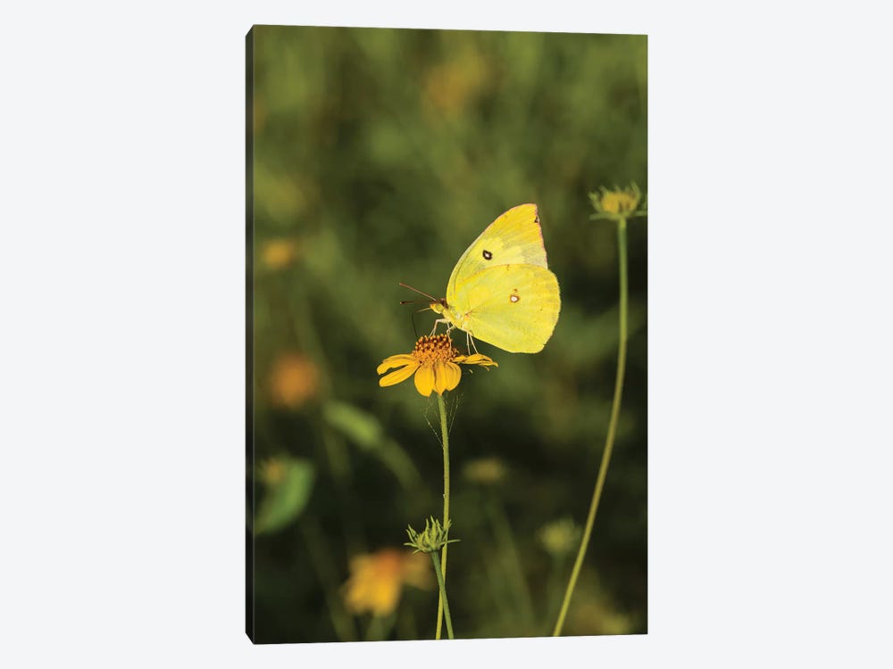 Southern Dogface (Colias cesonia) butterfly feeding by Larry Ditto 1-piece Canvas Art