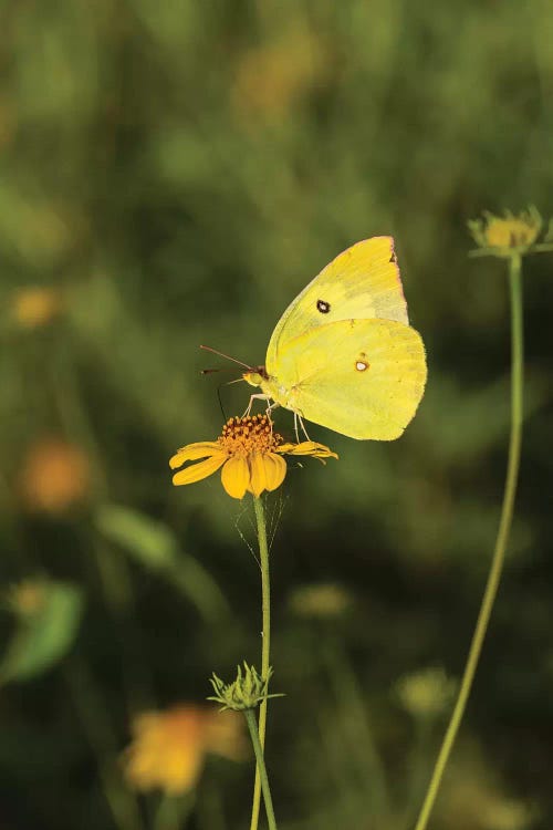 Southern Dogface (Colias cesonia) butterfly feeding