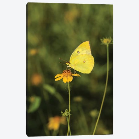 Southern Dogface (Colias cesonia) butterfly feeding Canvas Print #LDI53} by Larry Ditto Art Print