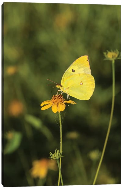 Southern Dogface (Colias cesonia) butterfly feeding Canvas Art Print