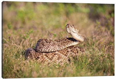 Western diamondback rattlesnake (Crotalus atrox) coiled. Canvas Art Print - Snake Art