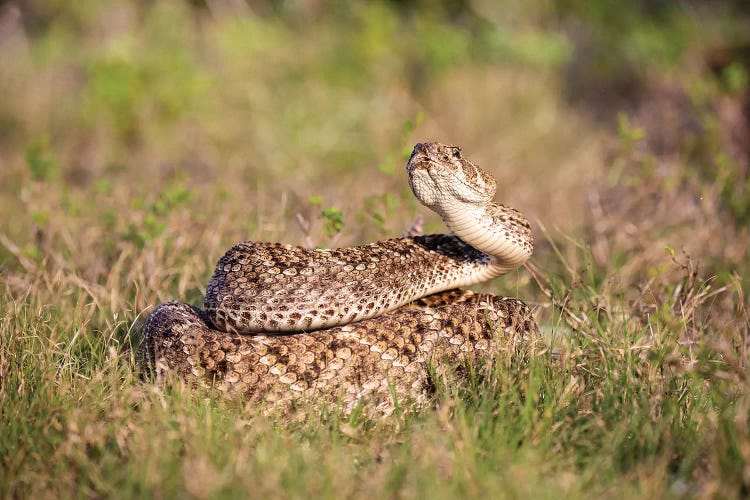 Western diamondback rattlesnake (Crotalus atrox) coiled.