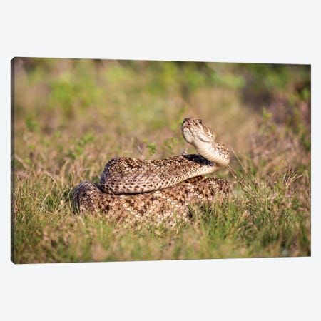 Western diamondback rattlesnake (Crotalus atrox) coiled. Canvas Print #LDI54} by Larry Ditto Canvas Artwork