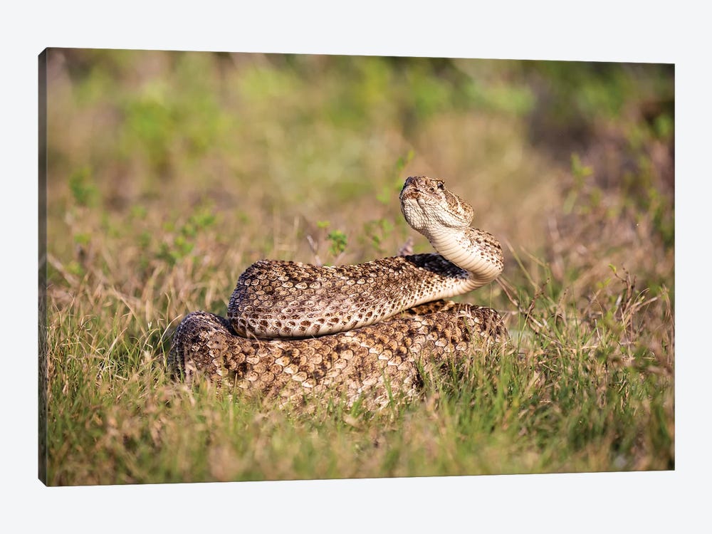 Western diamondback rattlesnake (Crotalus atrox) coiled. by Larry Ditto 1-piece Art Print