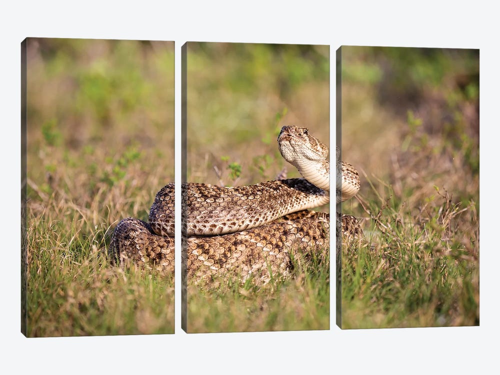 Western diamondback rattlesnake (Crotalus atrox) coiled. by Larry Ditto 3-piece Canvas Art Print