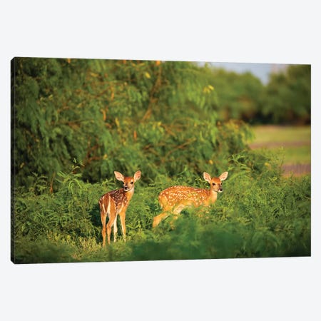 White-tailed deer (Odocoileus virginianus) fawn resting in cover. Canvas Print #LDI55} by Larry Ditto Canvas Art