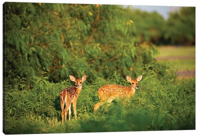 White-tailed deer (Odocoileus virginianus) fawn resting in cover. Canvas Art Print