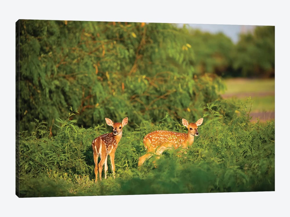 White-tailed deer (Odocoileus virginianus) fawn resting in cover. by Larry Ditto 1-piece Canvas Art