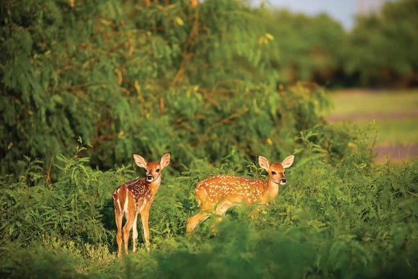 Larry Ditto: White-tailed deer I (Odocoileus virginianus) fawn resting in cover. by Larry Ditto