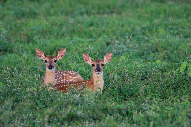 White-tailed deer II (Odocoileus virginianus) fawn resting in cover.
