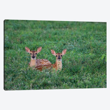White-tailed deer (Odocoileus virginianus) fawns resting in cover. Canvas Print #LDI56} by Larry Ditto Canvas Wall Art