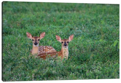 White-tailed deer (Odocoileus virginianus) fawns resting in cover. Canvas Art Print