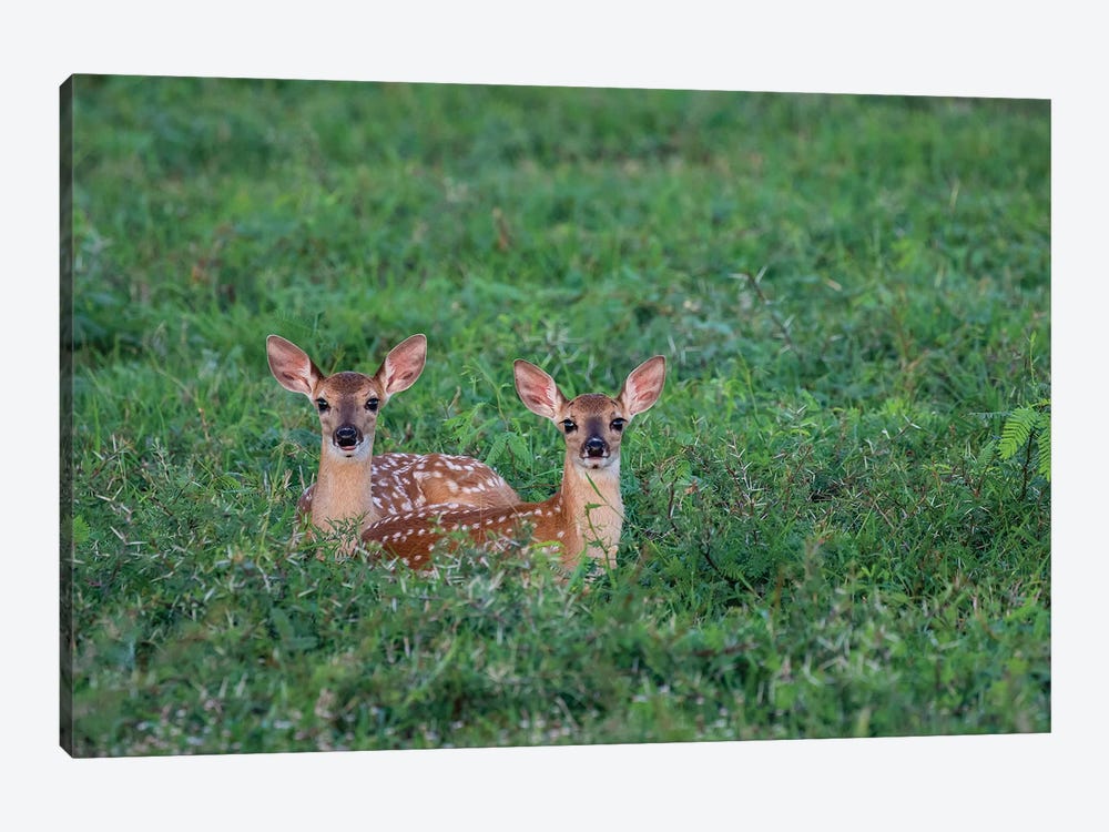 White-tailed deer (Odocoileus virginianus) fawns resting in cover. by Larry Ditto 1-piece Canvas Print