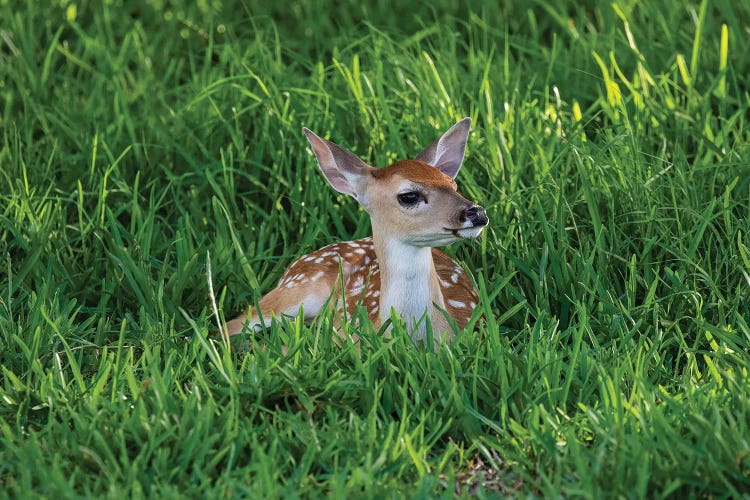 White-tailed deer (Odocoileus virginianus) fawns resting in cover.