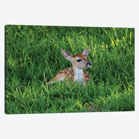 White-tailed deer (Odocoileus virginianus) fawns resting in cover. Canvas Print #LDI57} by Larry Ditto Canvas Art