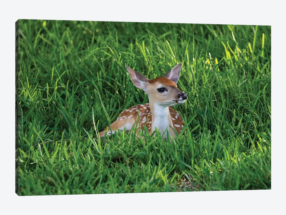 White-tailed deer (Odocoileus virginianus) fawns resting in cover. by Larry Ditto 1-piece Canvas Wall Art