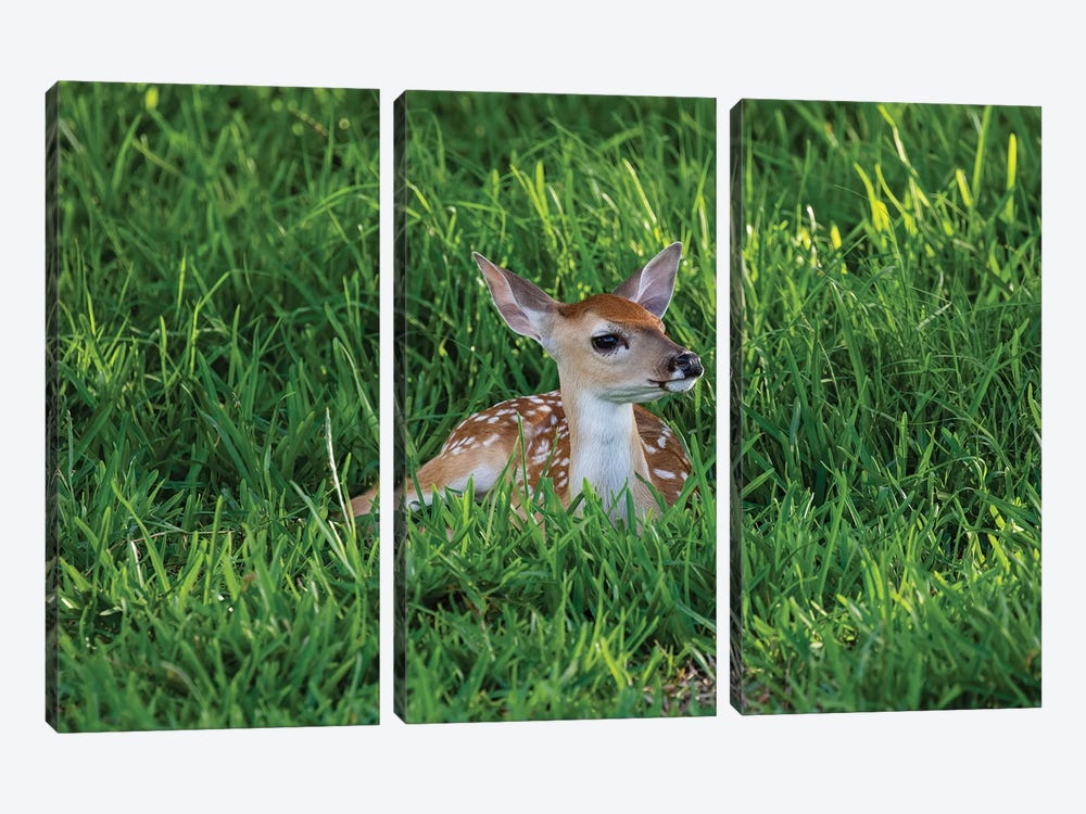 White-tailed deer (Odocoileus virginianus) fawns resting in cover. by Larry Ditto 3-piece Canvas Art