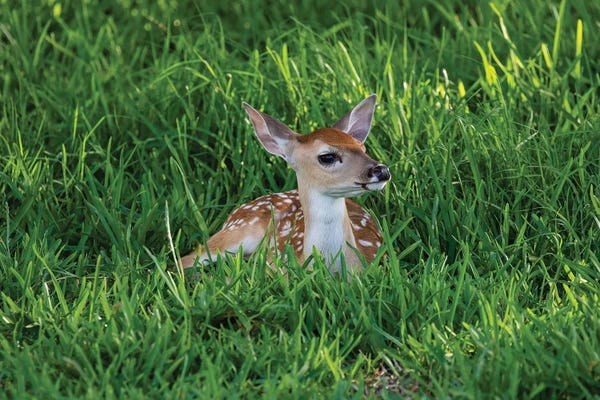 White-tailed deer III (Odocoileus virginianus) fawn resting in cover.