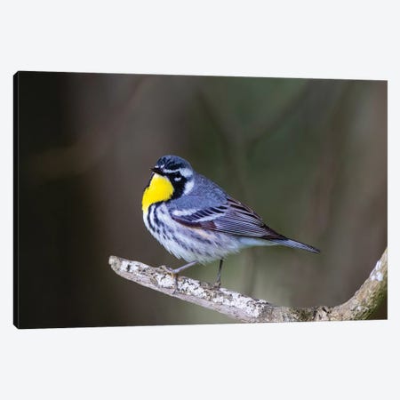 Yellow-throated warbler (Dendroica dominica) perched. Canvas Print #LDI58} by Larry Ditto Canvas Art Print