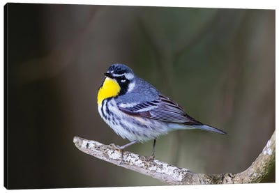 Yellow-throated warbler (Dendroica dominica) perched. Canvas Art Print - Warbler Art