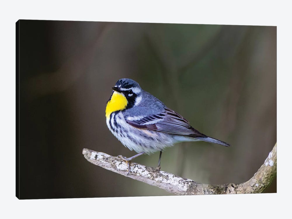 Yellow-throated warbler (Dendroica dominica) perched. by Larry Ditto 1-piece Art Print