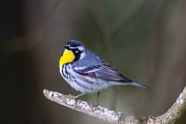 Yellow-throated warbler (Dendroica dominica) perched.