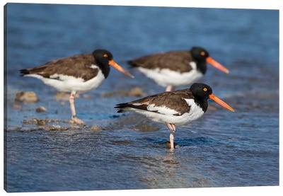 American Oystercatcher On Oyster Reef Canvas Art Print