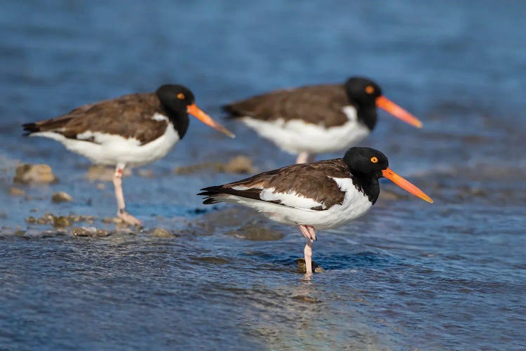 American Oystercatcher On Oyster Reef