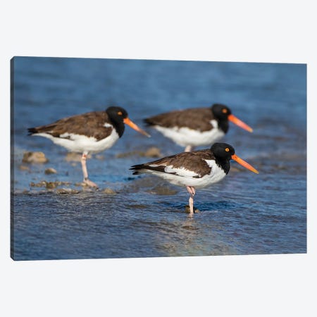 American Oystercatcher On Oyster Reef Canvas Print #LDI59} by Larry Ditto Canvas Print