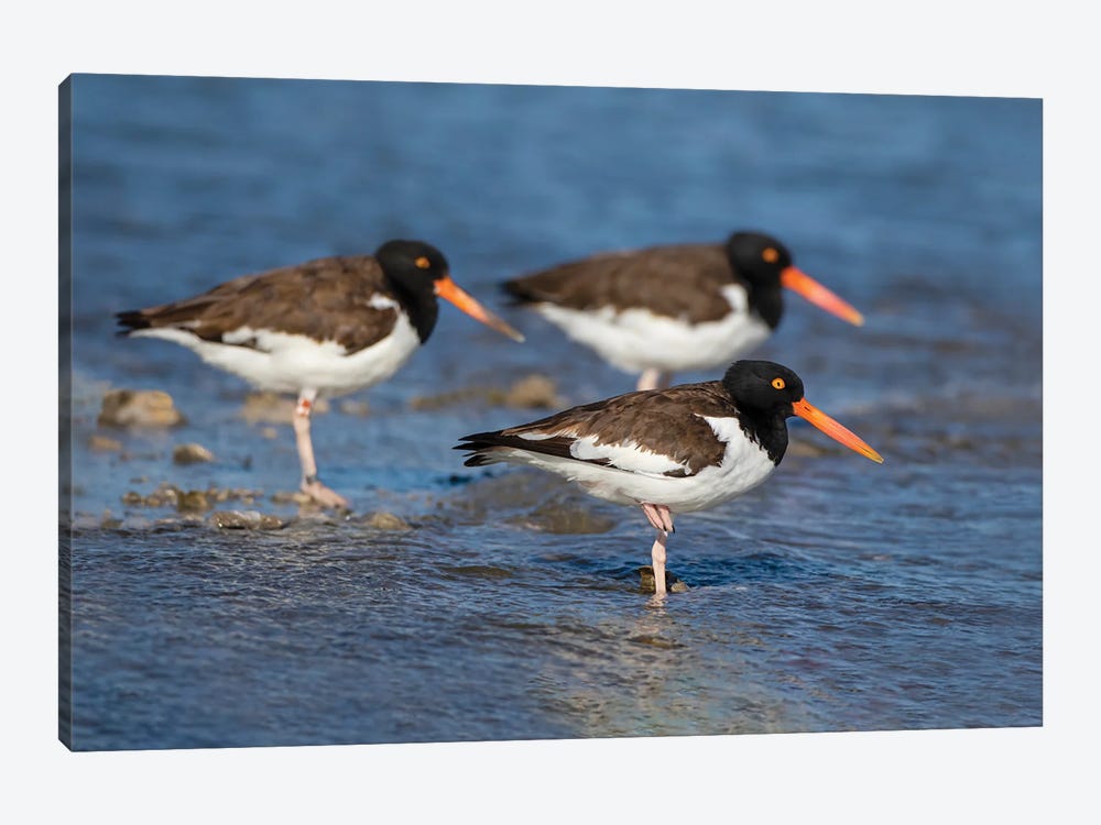 American Oystercatcher On Oyster Reef by Larry Ditto 1-piece Canvas Artwork