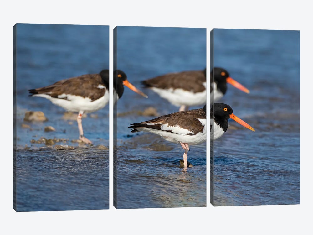 American Oystercatcher On Oyster Reef by Larry Ditto 3-piece Canvas Wall Art