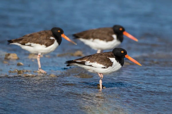 Larry Ditto: American Oystercatcher On Oyster Reef by Larry Ditto