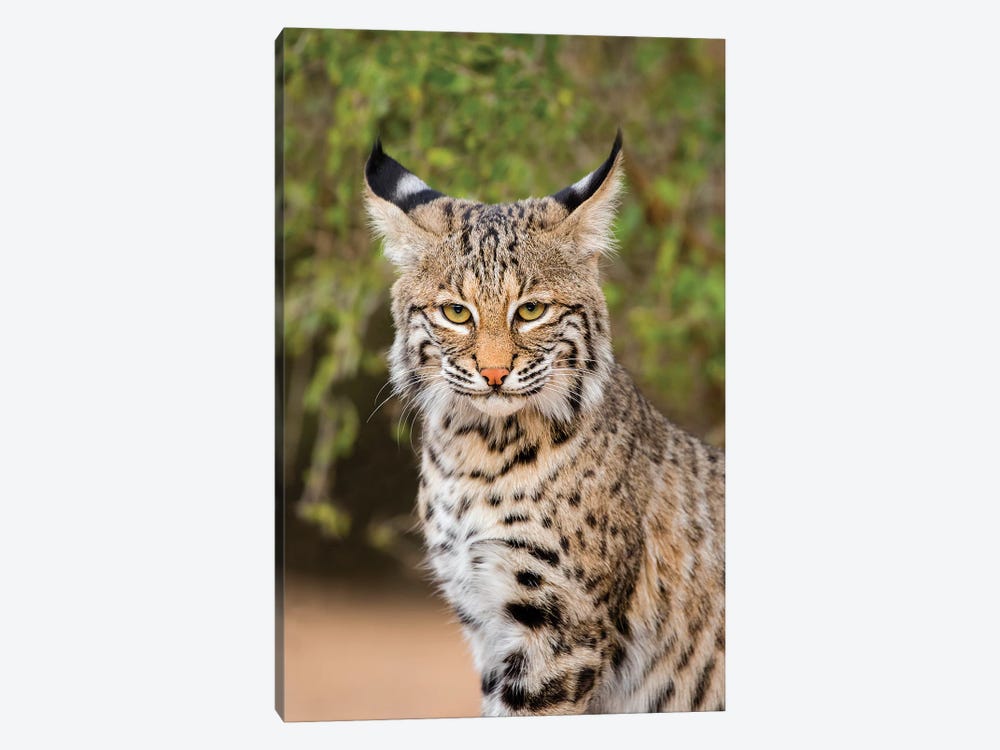 Bobcat, Lynx Rufus, sitting by Larry Ditto 1-piece Canvas Print